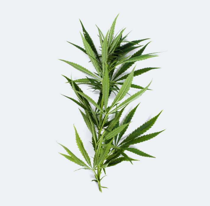 Cannabis Leaf